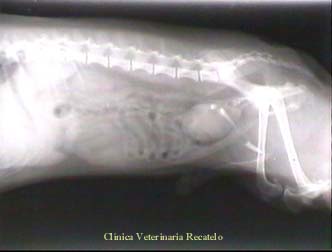 recatelo